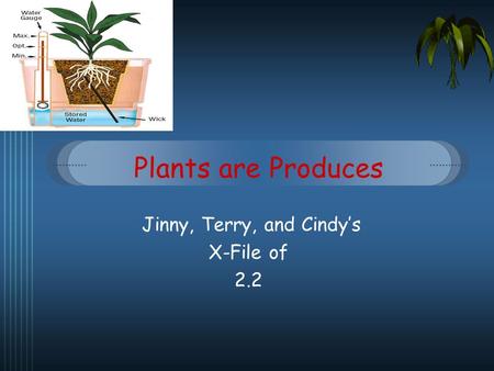 Plants are Produces Jinny, Terry, and Cindys X-File of 2.2.