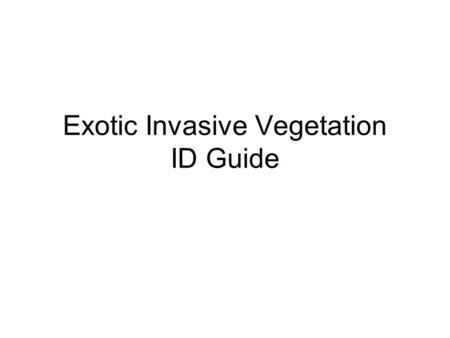 Exotic Invasive Vegetation ID Guide. Table of Contents Grass –Japanese stilt grass (Microstegium Vimineum) Vines –Multiflora rose (Rosa Multiflora) –English.