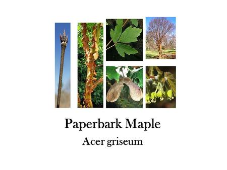 Paperbark Maple Acer griseum. Japanese Maple Acer palmatum.