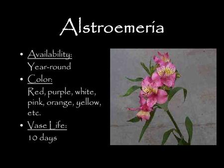 Alstroemeria Availability: Year-round Color: