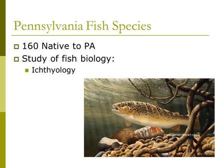 Pennsylvania Fish Species 160 Native to PA Study of fish biology: Ichthyology.