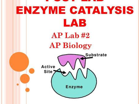 POST LAB ENZYME CATALYSIS LAB