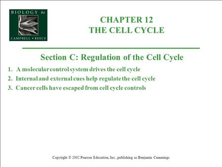 Section C: Regulation of the Cell Cycle
