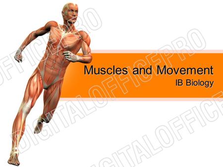Muscles and Movement IB Biology.