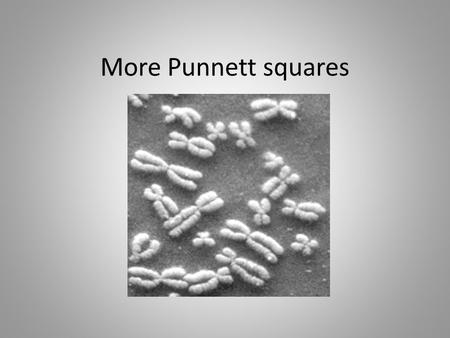 More Punnett squares.