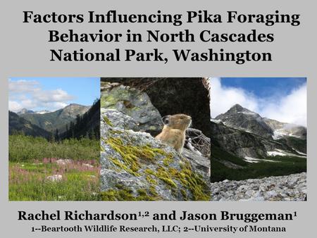 Factors Influencing Pika Foraging Behavior in North Cascades National Park, Washington Rachel Richardson 1,2 and Jason Bruggeman 1 1--Beartooth Wildlife.