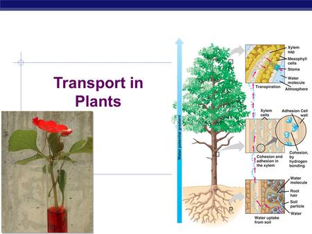 Transport in Plants 2006-2007.