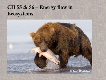CH 55 & 56 – Energy flow in Ecosystems