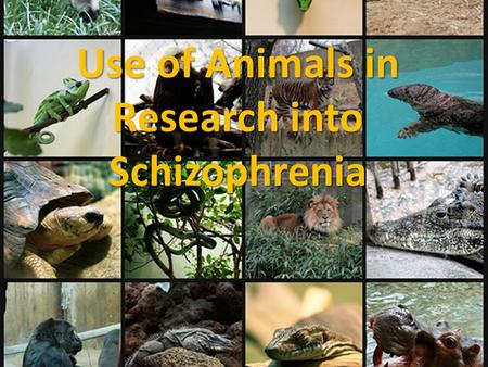 Use of Animals in Research into Schizophrenia. Why use animals? Basically, in order to do research you wouldnt be able to do with humans for ethical reasons.