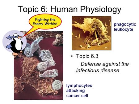 Topic 6: Human Physiology