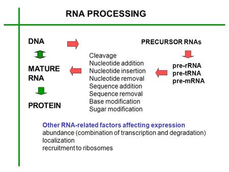 RNA PROCESSING DNA MATURE RNA PROTEIN PRECURSOR RNAs Cleavage