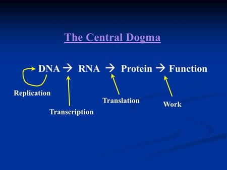 The Central Dogma DNA  RNA  Protein  Function Replication