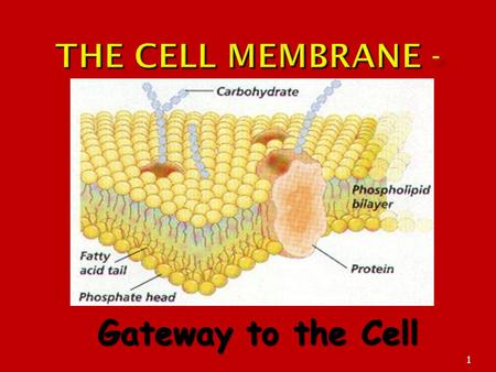 The Cell Membrane - Gateway to the Cell The Plasma Membrane 3/25/2017