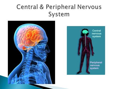 Central & Peripheral Nervous System