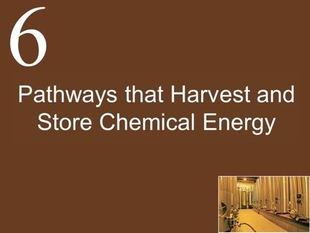 Pathways that Harvest and Store Chemical Energy
