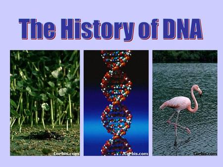 The History of DNA All life on earth uses a chemical called DNA to carry its genetic code or blueprint. In this lesson we be examining the structure of.