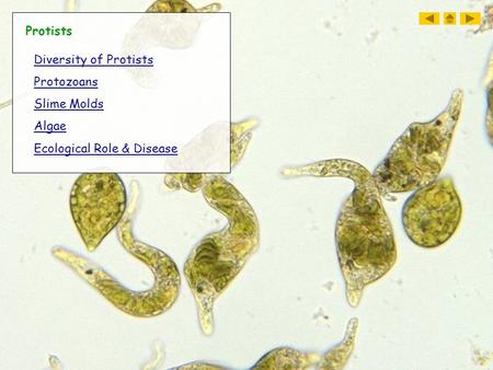 Protists Diversity of Protists Protozoans Slime Molds Algae