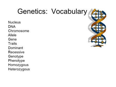 Genetics: Vocabulary Nucleus DNA Chromosome Allele Gene Traits Dominant Recessive Genotype Phenotype Homozygous Heterozygous.