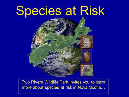 Species at Risk Two Rivers Wildlife Park invites you to learn more about species at risk in Nova Scotia…