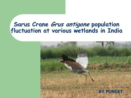 Sarus Crane Grus antigone population fluctuation at various wetlands in India BY PUNEET.