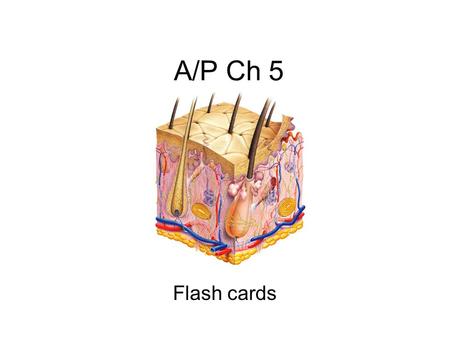 A/P Ch 5 Flash cards.