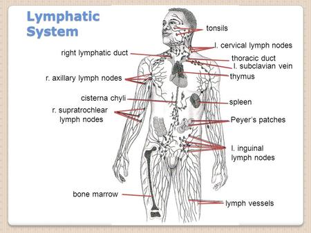 Lymphatic System tonsils l. cervical lymph nodes right lymphatic duct