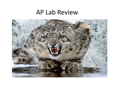 AP Lab Review.