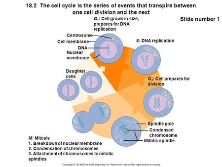 Copyright © The McGraw-Hill Companies, Inc. Permission required for reproduction or display. 18.2 The cell cycle is the series of events that transpire.