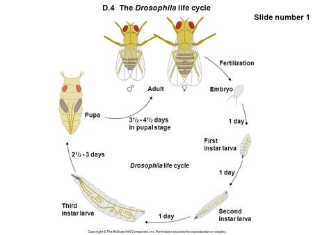 Copyright © The McGraw-Hill Companies, Inc. Permission required for reproduction or display. D.4 The Drosophila life cycle Slide number 1 Drosophila life.