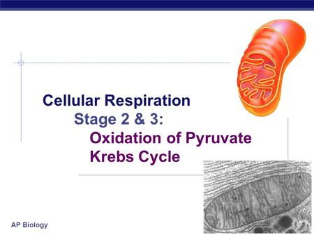 Cellular Respiration Stage 2 & 3: Oxidation of Pyruvate Krebs Cycle