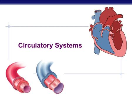 Circulatory Systems Take a look at a skeleton and see how well a heart is protected — open heart surgery takes breaking a body to get to the heart. 2008-2009.
