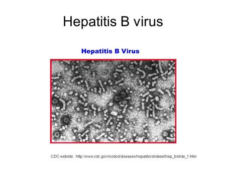 Hepatitis B virus CDC website: http://www.cdc.gov/ncidod/diseases/hepatitis/slideset/hep_b/slide_1.htm.