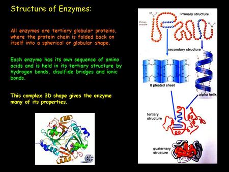 Structure of Enzymes: All enzymes are tertiary globular proteins, where the protein chain is folded back on itself into a spherical or globular shape.
