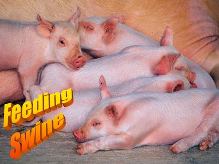 Feeding Swine.