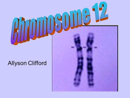 Allyson Clifford. Chromosome 12…. 143 million base pairs Contains between 1000 to 1300 genes between 4% and 4.5% of the total DNA in cells medium sized.