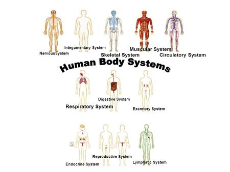Human Body Systems Muscular System Skeletal System Circulatory System