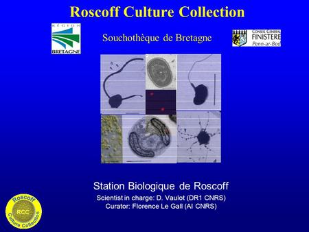 Roscoff Culture Collection Souchothèque de Bretagne Station Biologique de Roscoff Scientist in charge: D. Vaulot (DR1 CNRS) Curator: Florence Le Gall (AI.