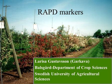 RAPD markers Larisa Gustavsson (Garkava)