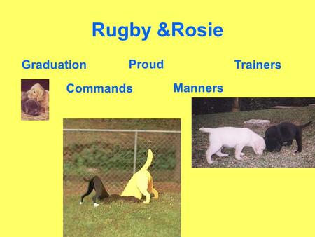 Rugby &Rosie Commands Manners Proud TrainersGraduation.