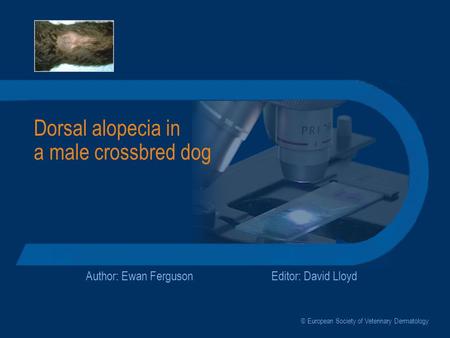 Dorsal alopecia in a male crossbred dog