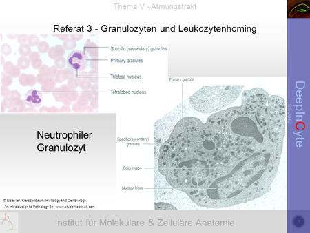 Institut für Molekulare & Zelluläre Anatomie DeepInCyte SS 2012 Thema V - Atmungstrakt Referat 3 - Granulozyten und Leukozytenhoming © Elsevier. Kierszenbaum: