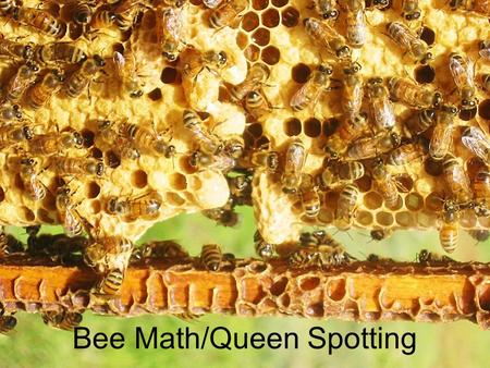 Bee Math/Queen Spotting. Presentations online Before you take copious notes, all these presentations are online here: