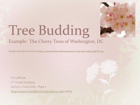 Tree Budding Example: The Cherry Trees of Washington, DC Images and information from http://nationalcherryblossomfestival.org/cms/index.php?id=390 Liz.