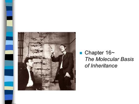 Chapter 16~	   The Molecular Basis of Inheritance