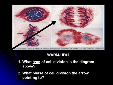 WARM-UP#7 What type of cell division is the diagram above?