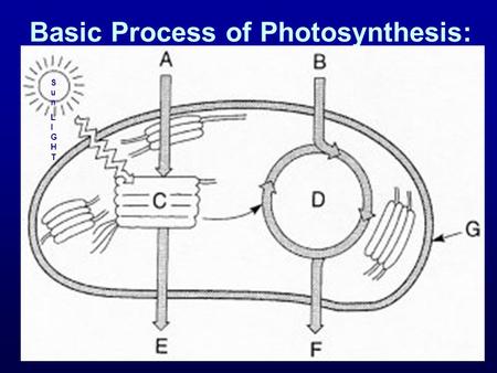 Basic Process of Photosynthesis: