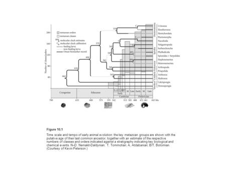 Figure 10.1 Time scale and tempo of early animal evolution: the key metazoan groups are shown with the putative age of their last common ancestor, together.
