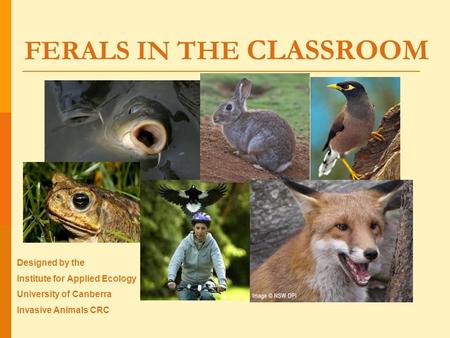 FERALS IN THE CLASSROOM