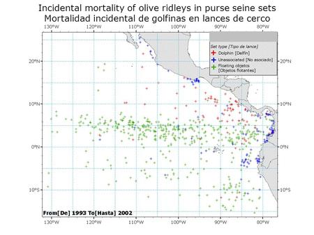 Incidental mortality of olive ridleys in purse seine sets Mortalidad incidental de golfinas en lances de cerco.
