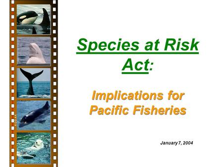 Species at Risk Act : K O D A K January 7, 2004 Implications for Pacific Fisheries.